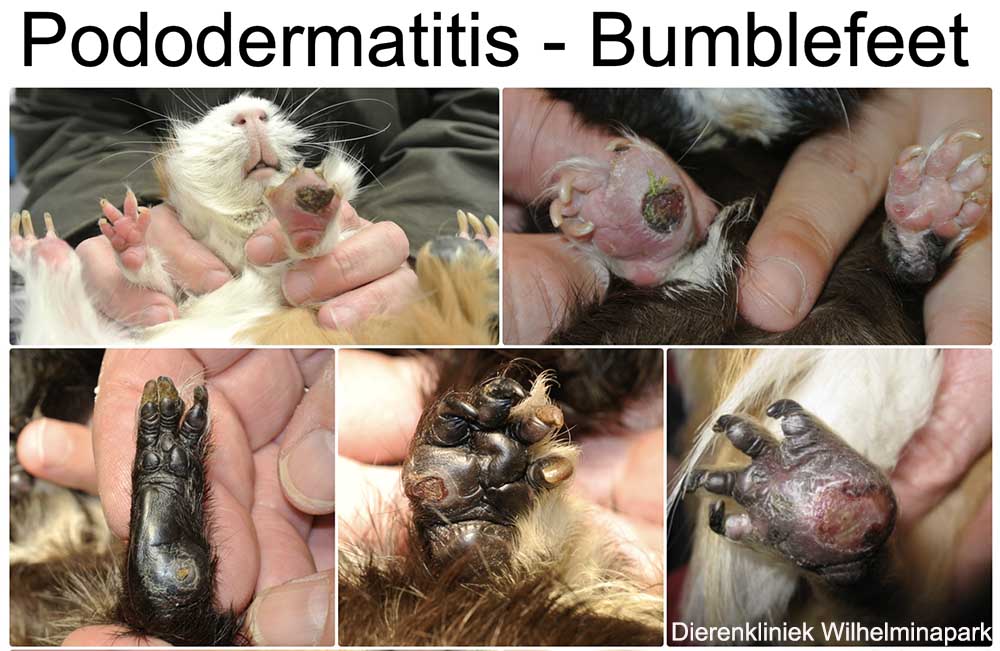 Divere sorten pododermatitis bij een cavia